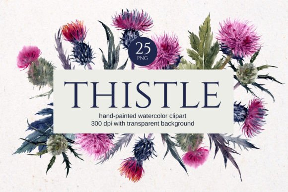 Download Thistle Watercolor Floral Clipart - Clipart Collection